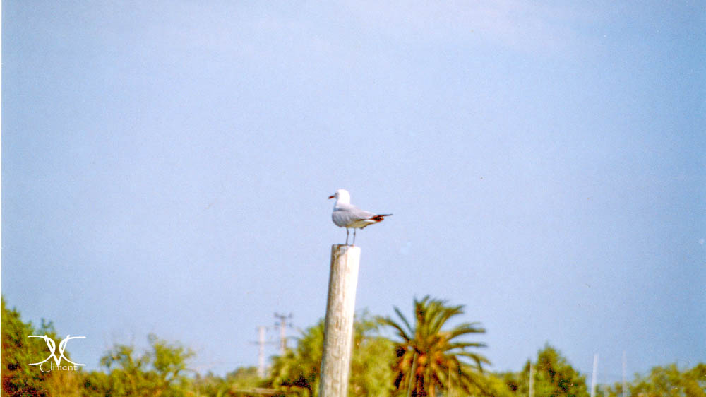 Galería